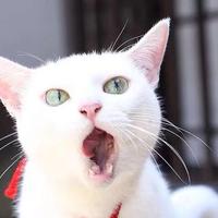 一个流量点点头像