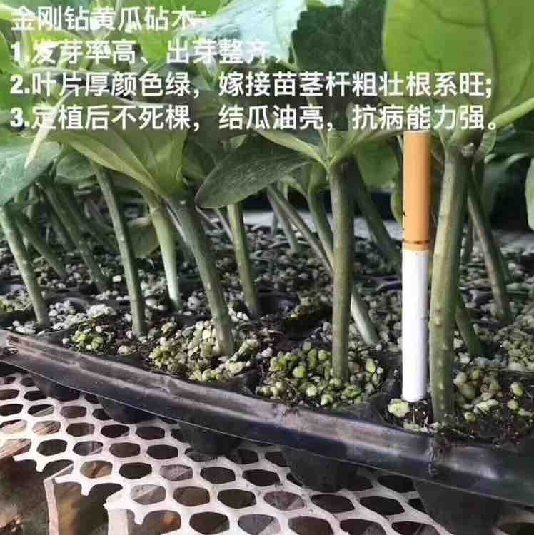 种业先锋头像