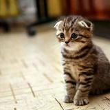 一心一意花猫6Z5头像