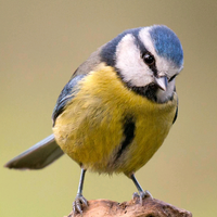 洒脱星星ols头像