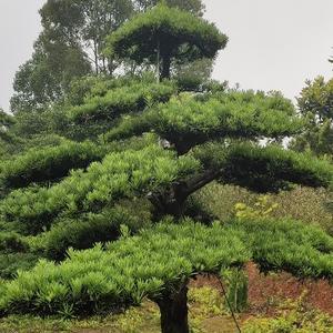 浏阳市柏加镇小伍子苗头像