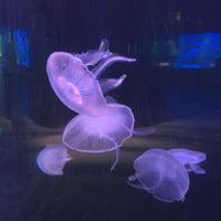 祁祈祁祁求头像