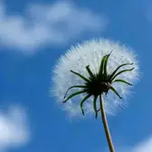 何以笙箫默头像