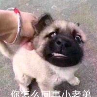 Q康康头像