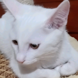 小石头头像