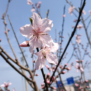 义乌市夏葵泳装厂头像