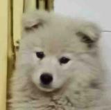 图图是个毛毛怪头像