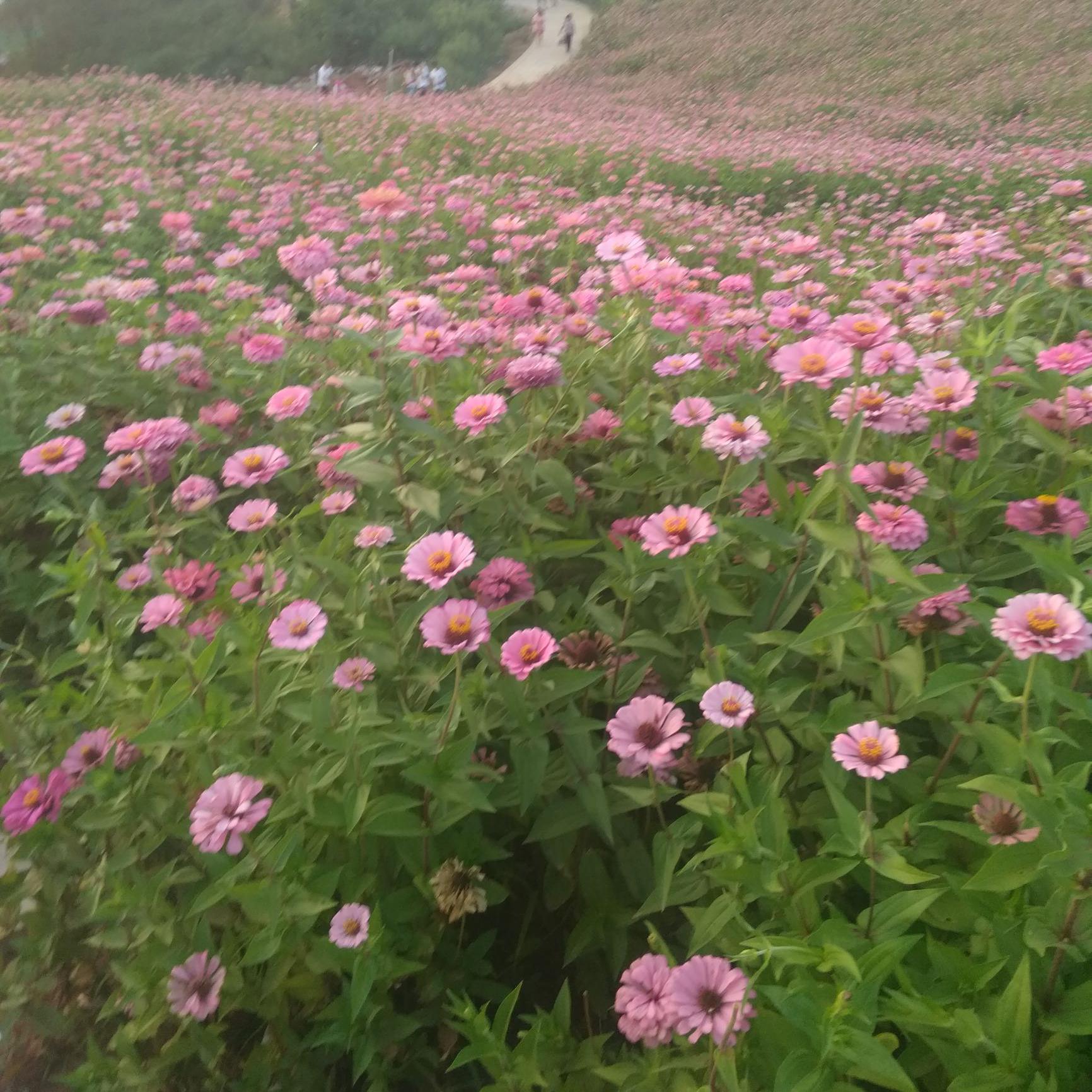 蔻蔻大厨房头像