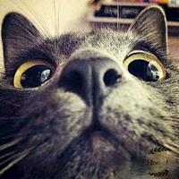 康康柳丁Tesla头像