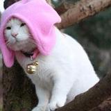 __喵柒柒U9头像
