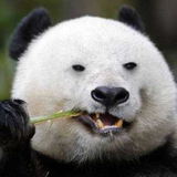 性感熊猫在线烧香头像
