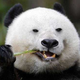 性感熊猫在线烧香 · 迈锐宝XL车主·车龄3年头像