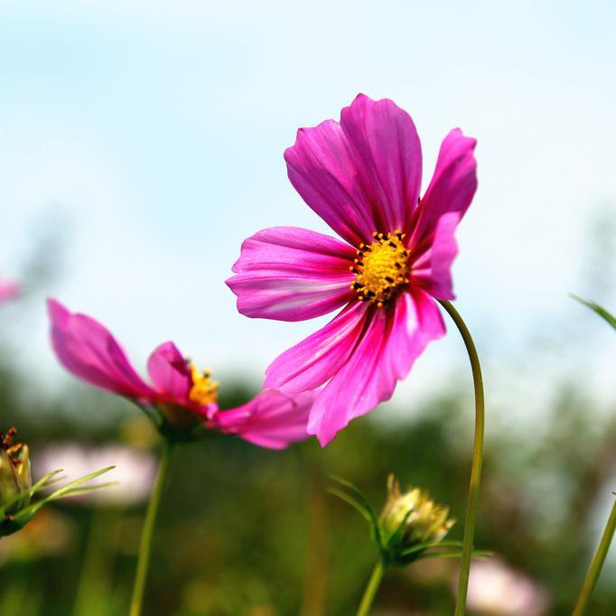 香芬的足迹头像