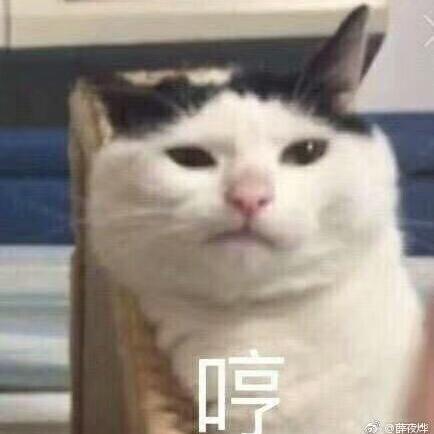 超搞笑的小可爱猫猫头像