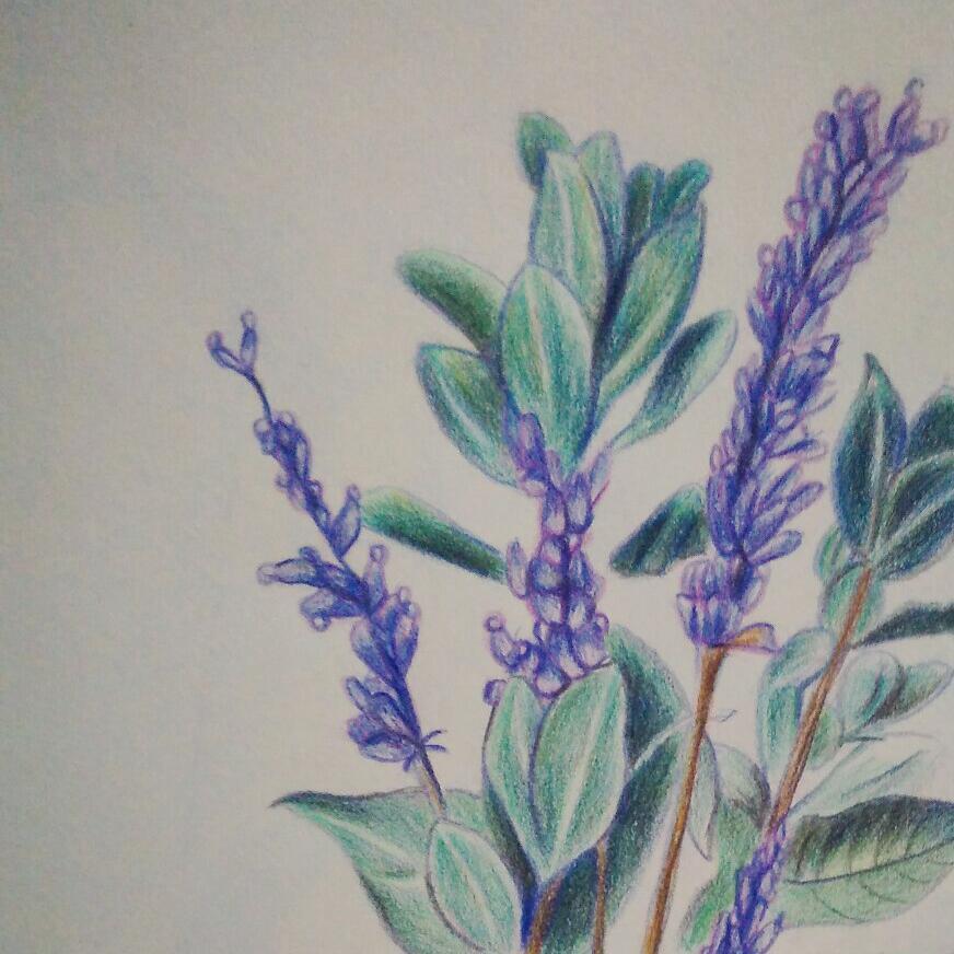 体育薰衣草头像