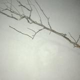 无名车狂头像