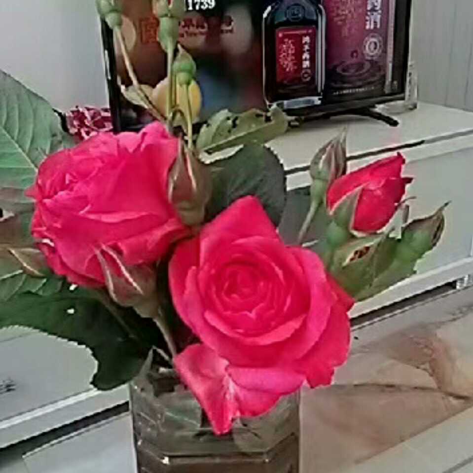 商将村红叶头像