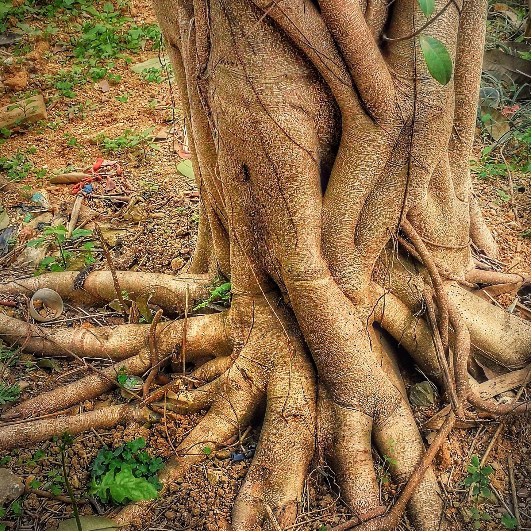 一树阑珊香头像