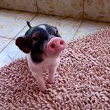 养猪的SuperBoy头像