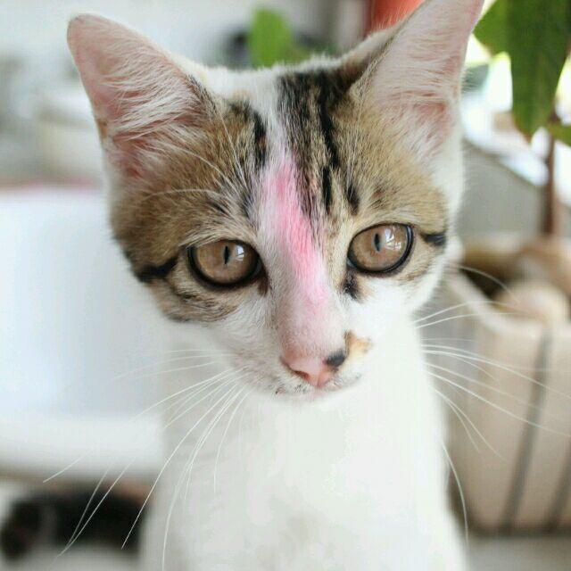 艺文轩油画头像