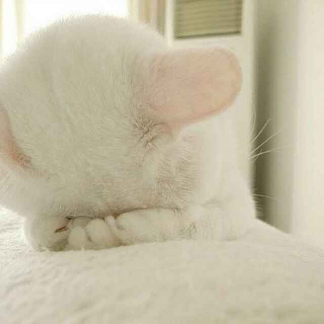 螃蟹小钳子头像