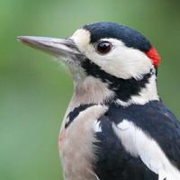 迷糊虫的小跟班头像