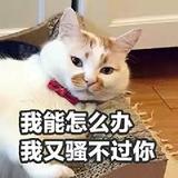 文涛955k0头像