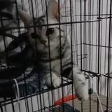 灰机不是肥鸡头像