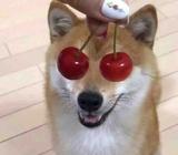 摸鸟鸟7788头像