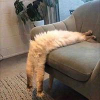 沙发猫呦头像