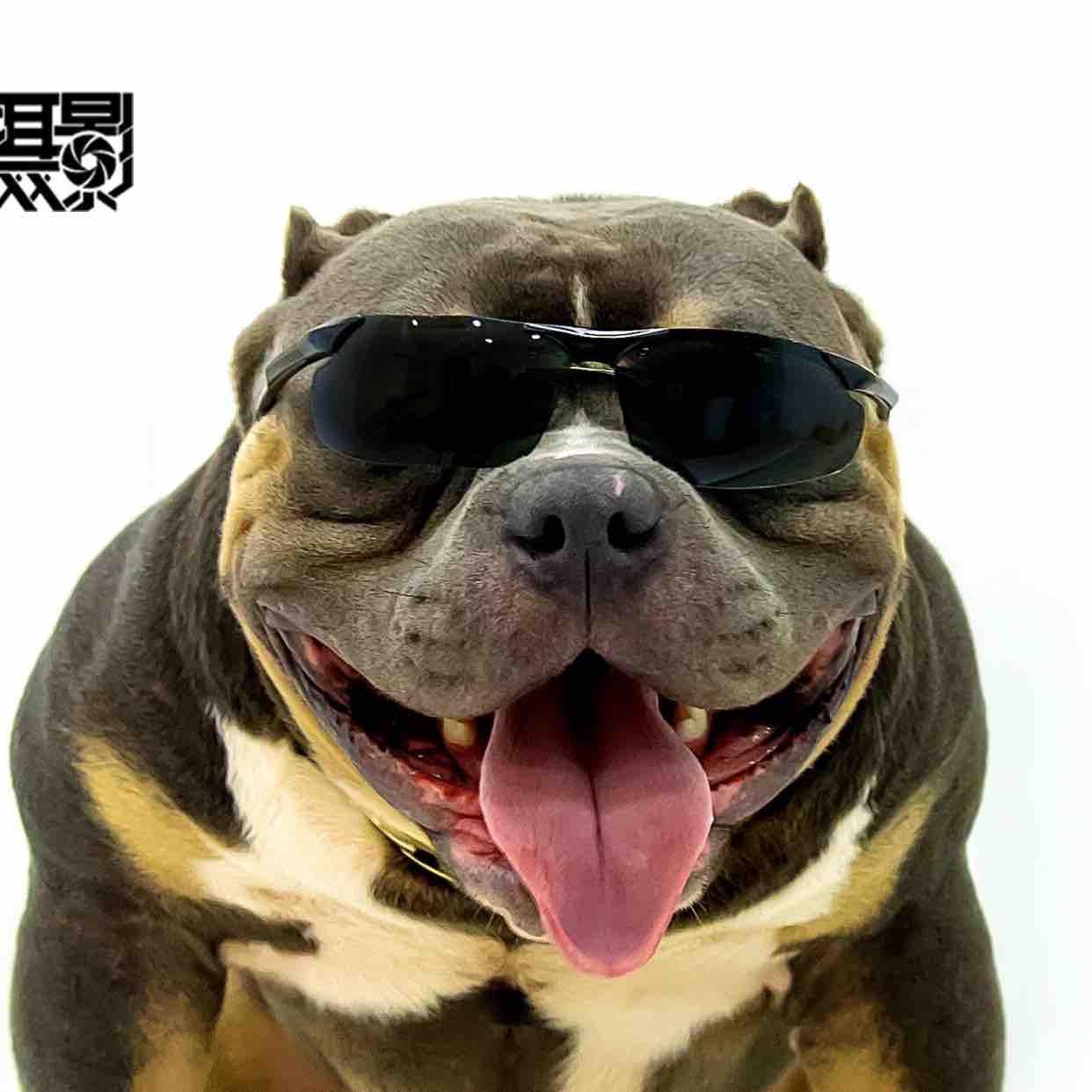 恶霸犬巴顿麻麻头像