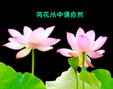 菏香头像