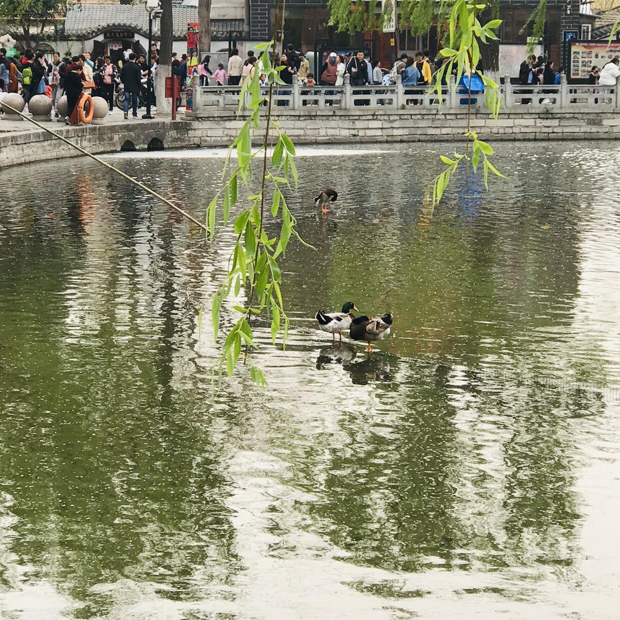 花卉人老李头像