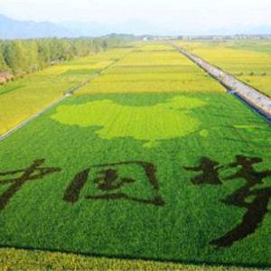 芬杨农村生活头像