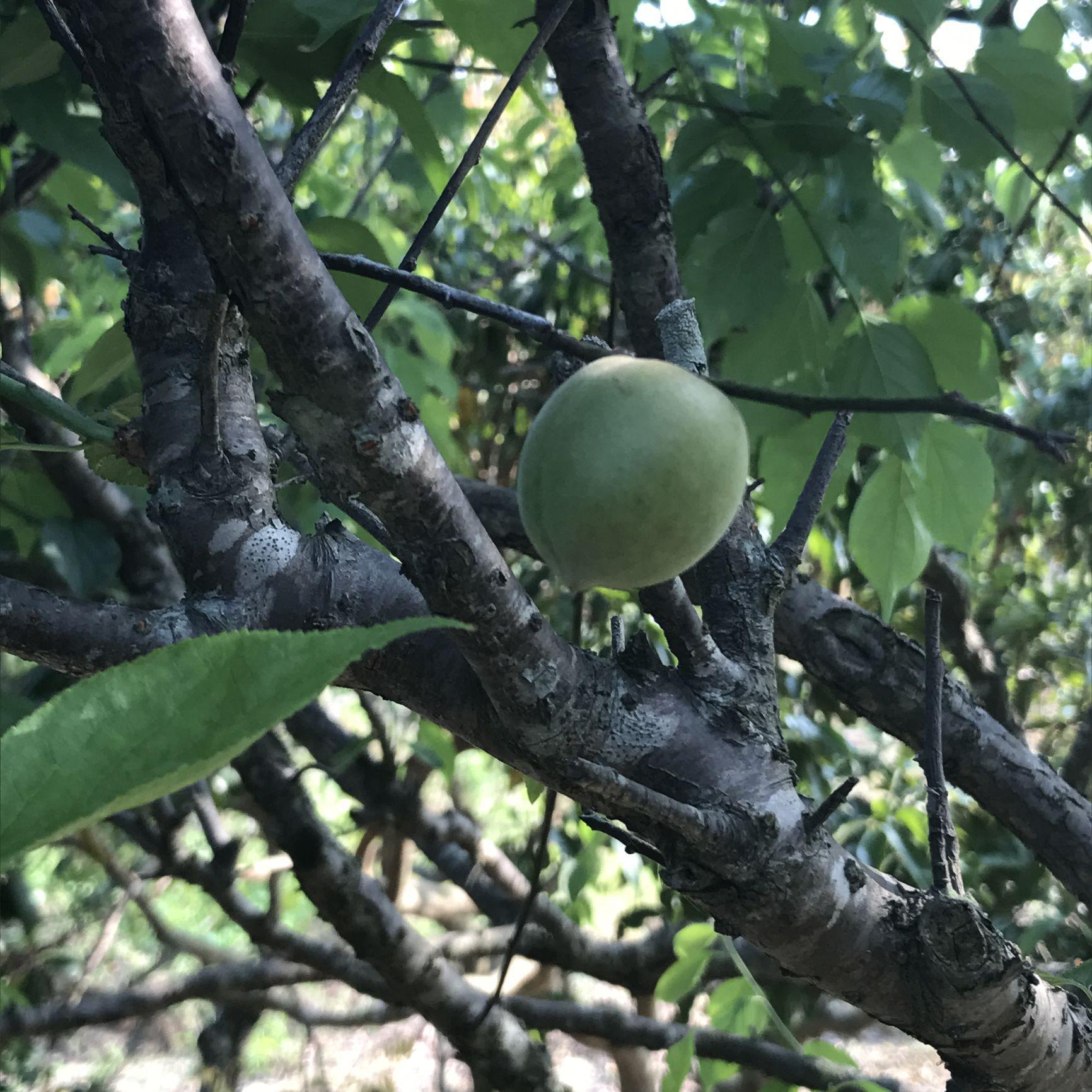 我不是林菇娘头像