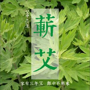 蕲春蕲艾头像