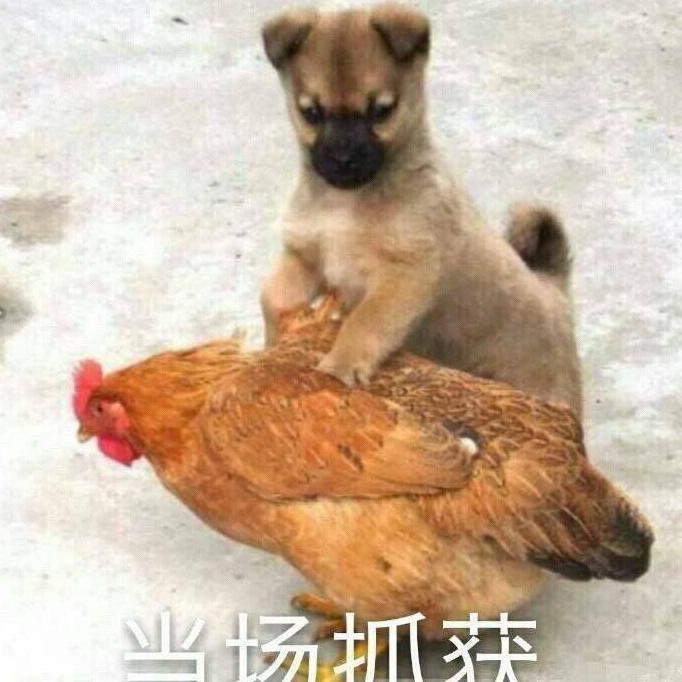 二十三泵头像