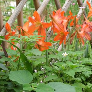 蝴蝶兰花梗繁殖 试试这个好方法 西瓜视频