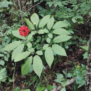 长白山野山参鹿茸灵芝头像