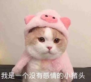 番茄4208584478438668头像