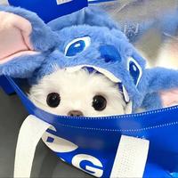 猫瑞泡头像