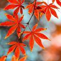 顶级山雀FS头像