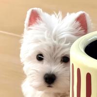 乖巧柳叶4zT头像