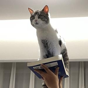 Автомобильный дневник Донни Кота