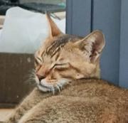 Snooze的个人资料头像