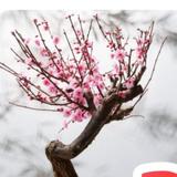 怀揣梦想Ok头像