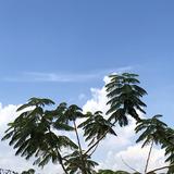 持之以恒霍普头像