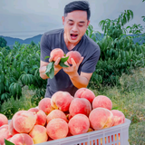 乌龙嘴农场头像