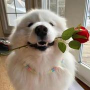 skr而止的个人资料头像