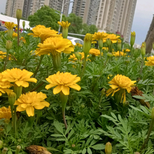 侃侃图文头像